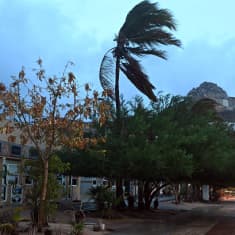 Palmu taipuu tuulessa  Baja Californian osavaltiossa ennen Hilary-hurrikaanin saapumista.