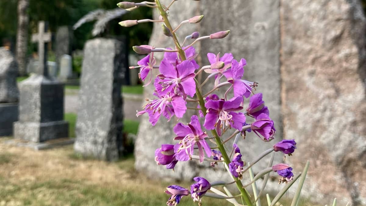 Kukkia Kalevankankaan hautausmaan vanhojen kivien välissä