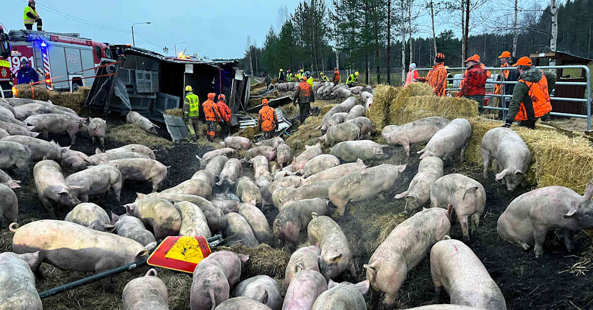 Poliisilla alustava käsitys sikarekan onnettomuudesta Jalasjärvellä – ensin kaatui perävaunu, sitten vetoauto