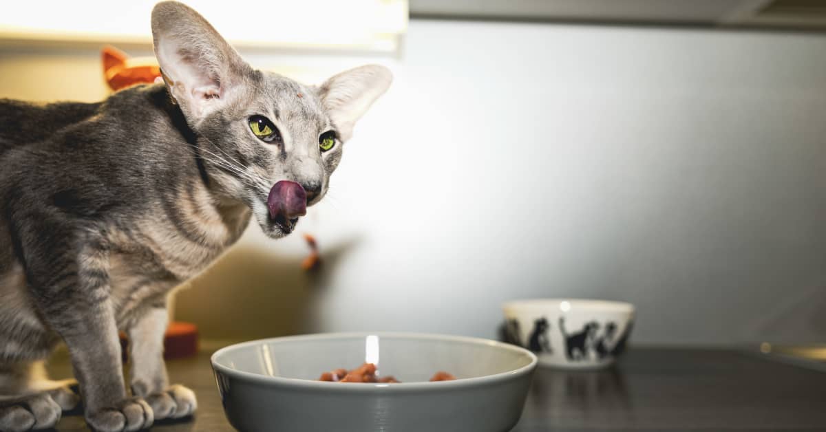Sira-kissan allergia oireilee, vaikka omistaja tekee parhaansa – Lemmikin  ruoka on monesti muuta kuin etiketti ja mainokset väittävät