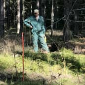 Kaksi miestä metsässä levittämässä uudenlaista metsälannoitetta