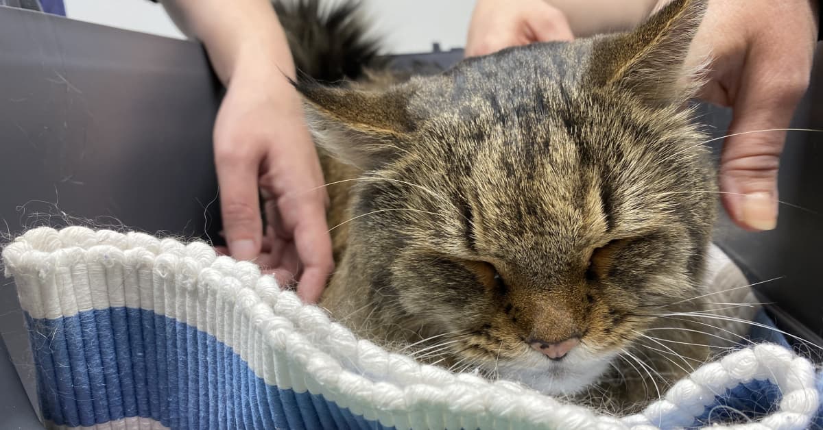 Touhuava kissa voikin olla sairas, mutta moni huomaa sen liian myöhään