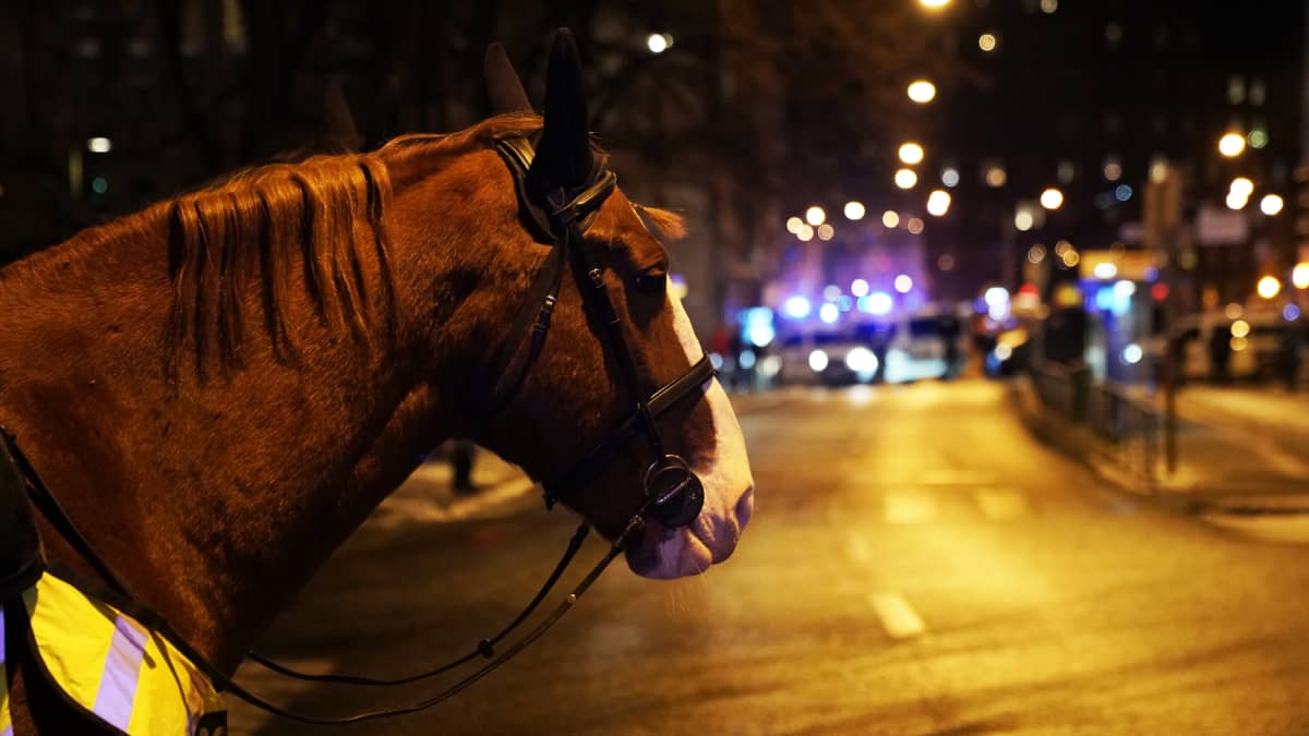 Poliisihevonen seuraa rauhallisena tilannetta Töölön kaduilla. 