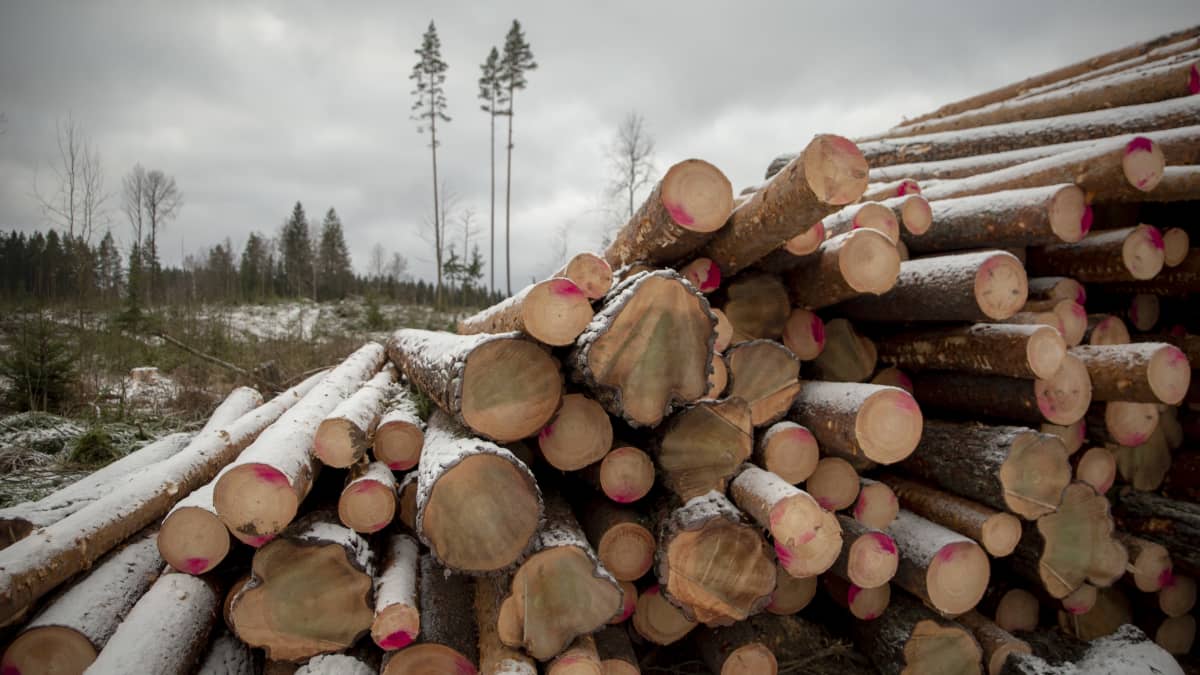 EU:n suojeluvaatimus voi iskeä raskaasti Suomen metsäteollisuuteen: uhkana  puupula | Yle Uutiset