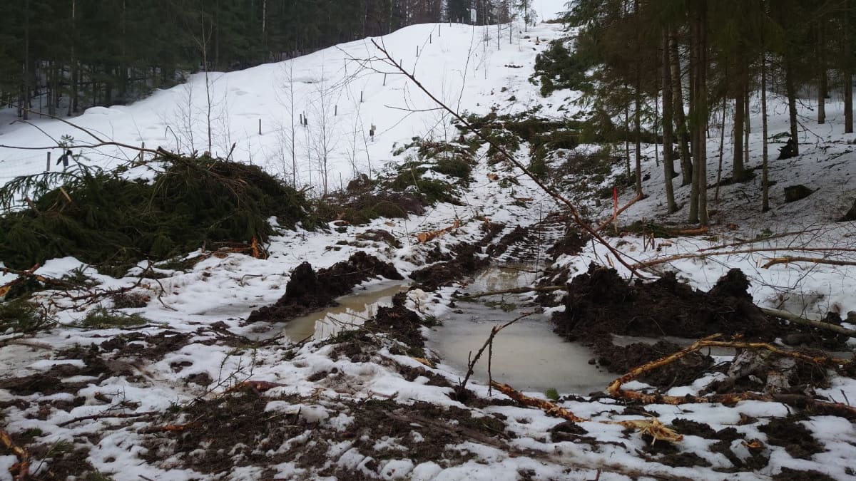 Kaadettua metsää itärajalla.