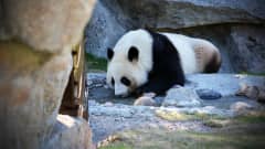 Pandan Lumi tar en tupplur i Ähtäri zoo maj 2018.