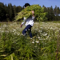 Hampunviljelyä Suomessa.