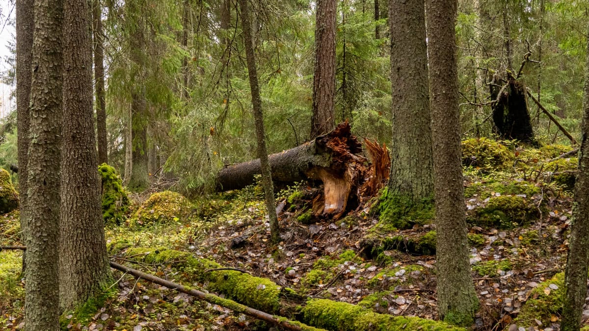Metsänomistajat suojelivat vapaaehtoisesti yli 120 hehtaaria metsää | Yle  Uutiset