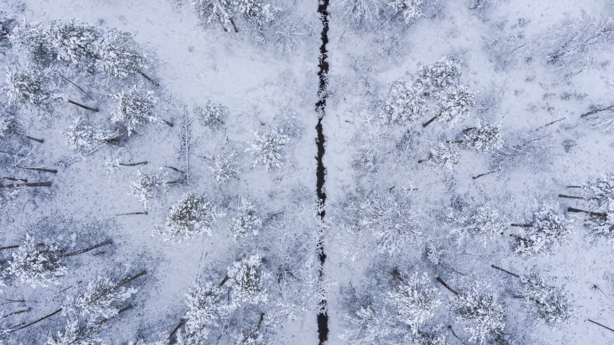 Suo-oja kulkee lumisen suometsän lävitse, kuva otettu suoraan ylhäältä.