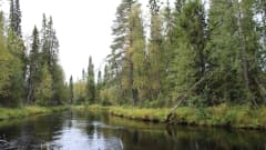Metsän halki virtaava pinei joki.