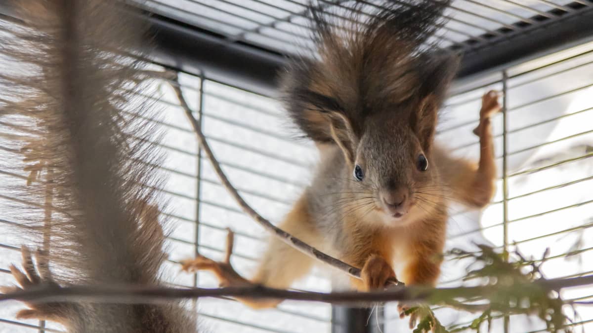 Oravat tasapainoilevat oksilla. 
