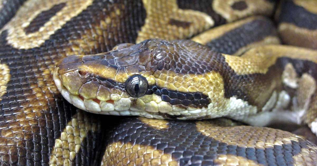 patterin-taakse-piiloutunut-python-k-rme-aiheutti-pelastusoperaation