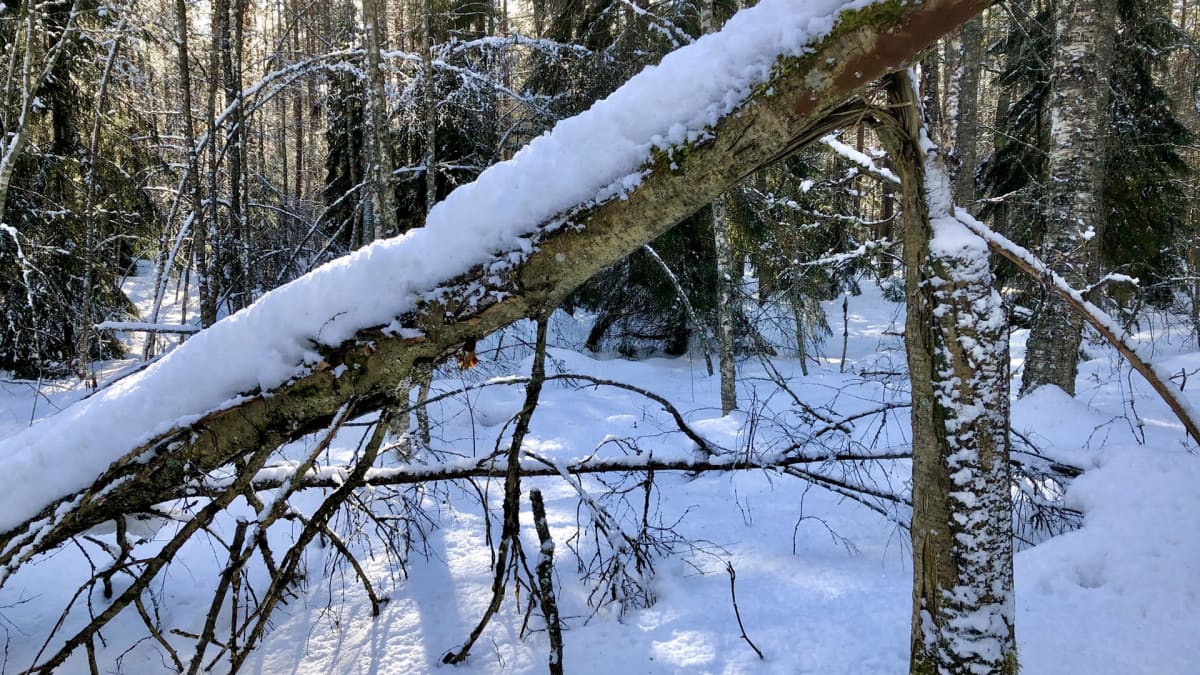Vanha lehtipuu, jonka katkenneella rungolla on lunta.