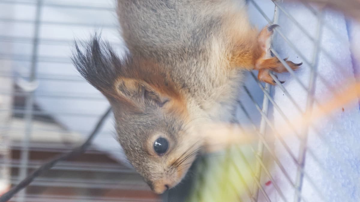 Orava roikkuu häkin ritiläseinällä. 