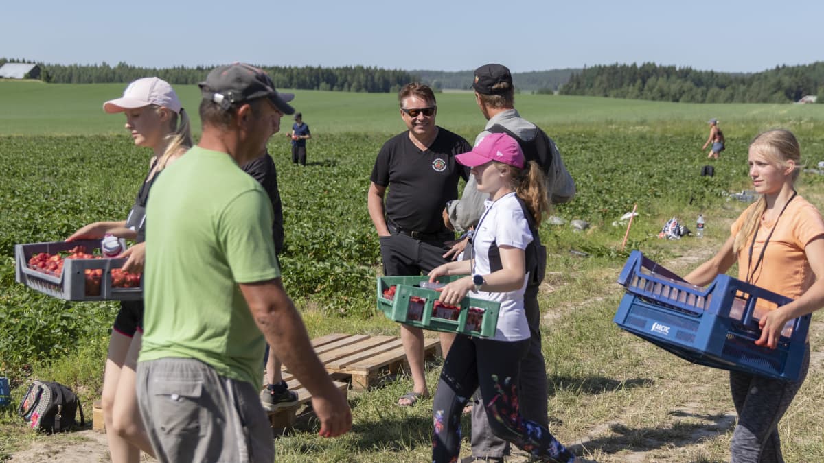 Vesa Koivistoinen keskustelee työntekijöiden kanssa pellon laidalla. Etualalla toiset työntekijät kuljettavat mansikkalaatikoita.