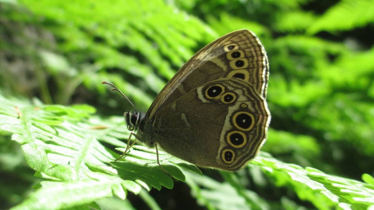 Ruskea perhonen istuu vihreiden lehtien päällä.