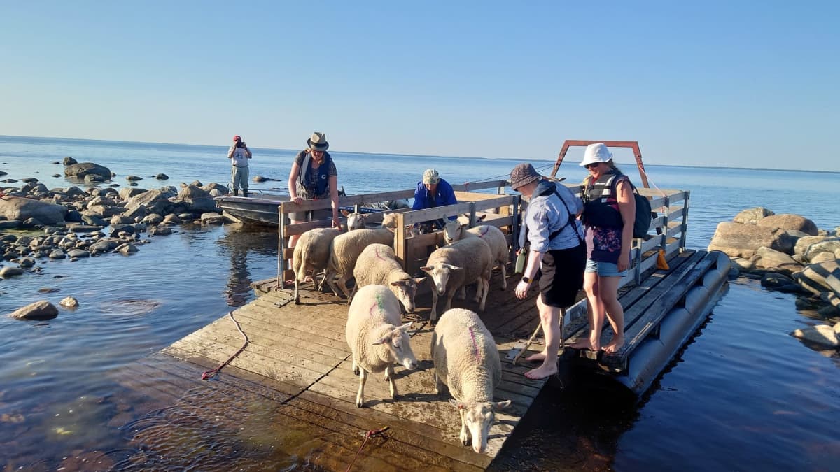 Lampaat rantautuvat Perämeren saareen kuljetuslautalta. 