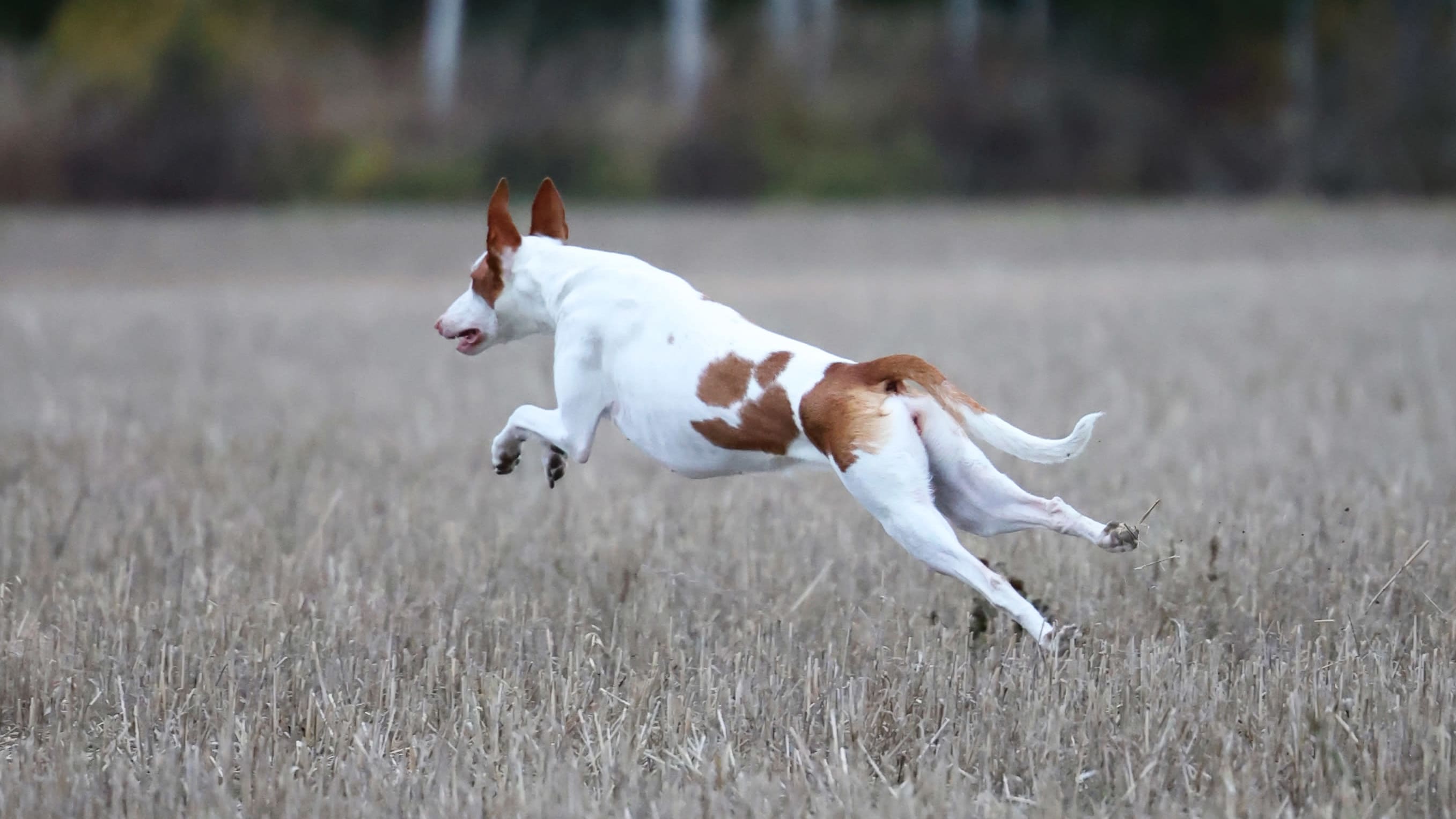 Juokseva koira pellolla, juuri hyppy kesken.