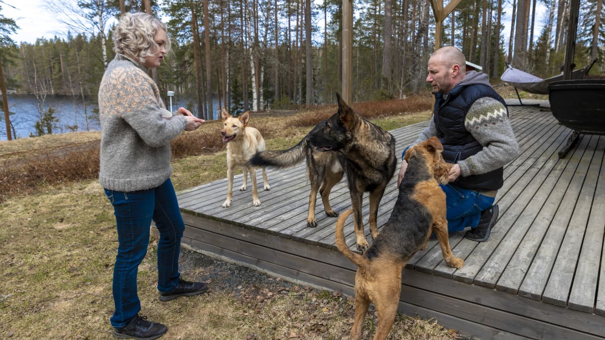 Teppo ja Suvi Heinola touhuavat pihallaan kolmen koiransa kanssa