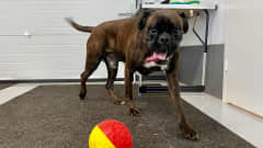 Ruskea, iso koira leikkii värikkäällä pallolla.