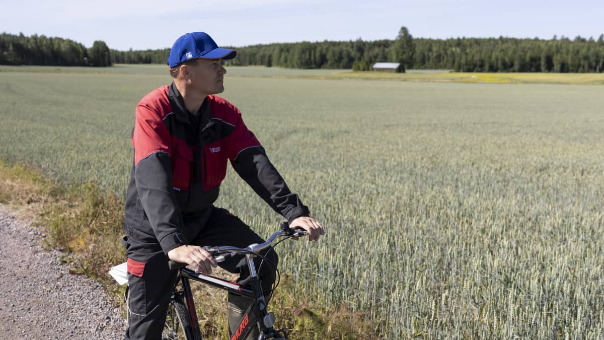 Maanviljelijä Antti Lepola polkupyöräilee ruispellon reunassa.