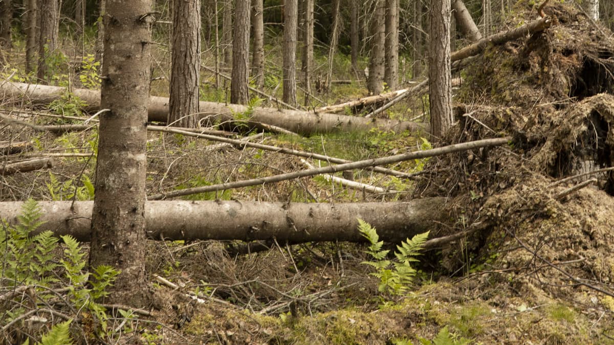 Kaatuneita kuusia.