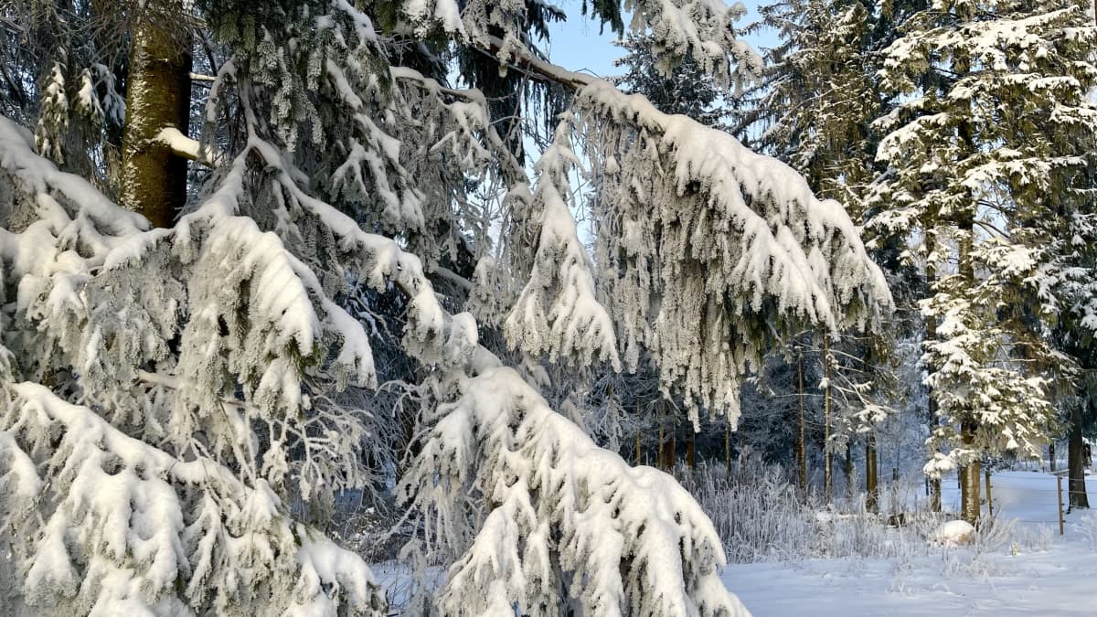 Kuusen alaoksia, jotka ovat kokonaan paksun lumikerroksen peitossa. Taustalla näkyy lumisia puita.  
