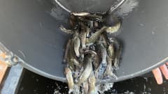 Vuoden ikäisiä meritaimenen poikasia kaadetaan sammiosta toiseen astiaan.