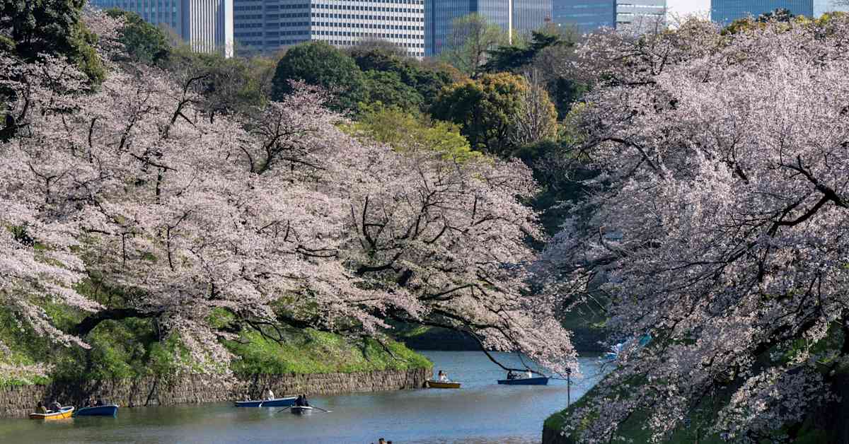 Tokion kirsikankukkahuumassa piilee riski – viranomaiset varoittavat vanhojen puiden kaatumisesta
