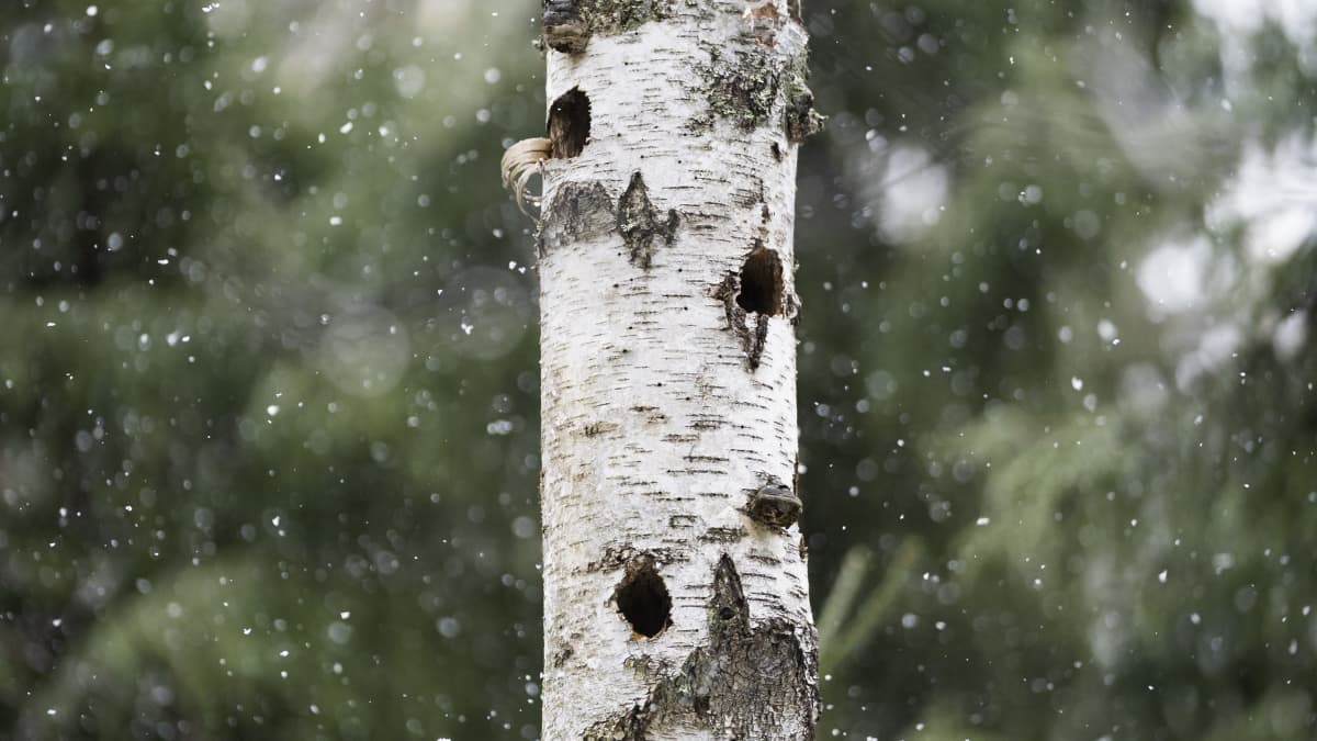 Metsässä pystyynkuollut koivunrunko, missä lintujen koloja.