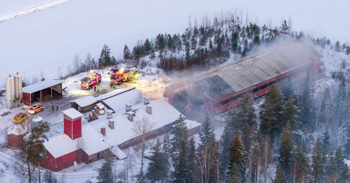180 nautaa kuoli liekkeihin Kouvolassa – poliisi ei epäile rikosta