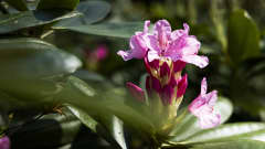Pinkin alppiruusun nuppu alkaa aueta. Nupun alaosa on käpymäisten vihreiden suomujen peittämä, yläosasta työntyy jo pinkkejä terälehtiä. 