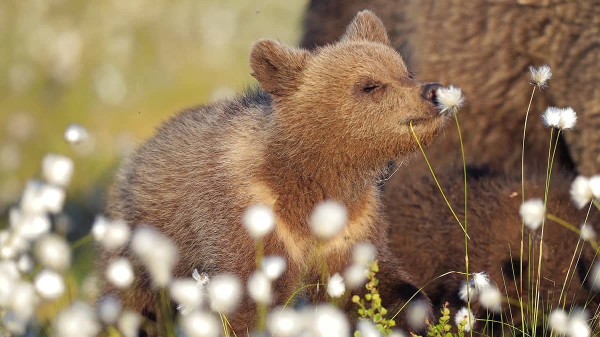 Finnish bear snaps make final of Comedy Wildlife Photography Awards | News  | Yle Uutiset