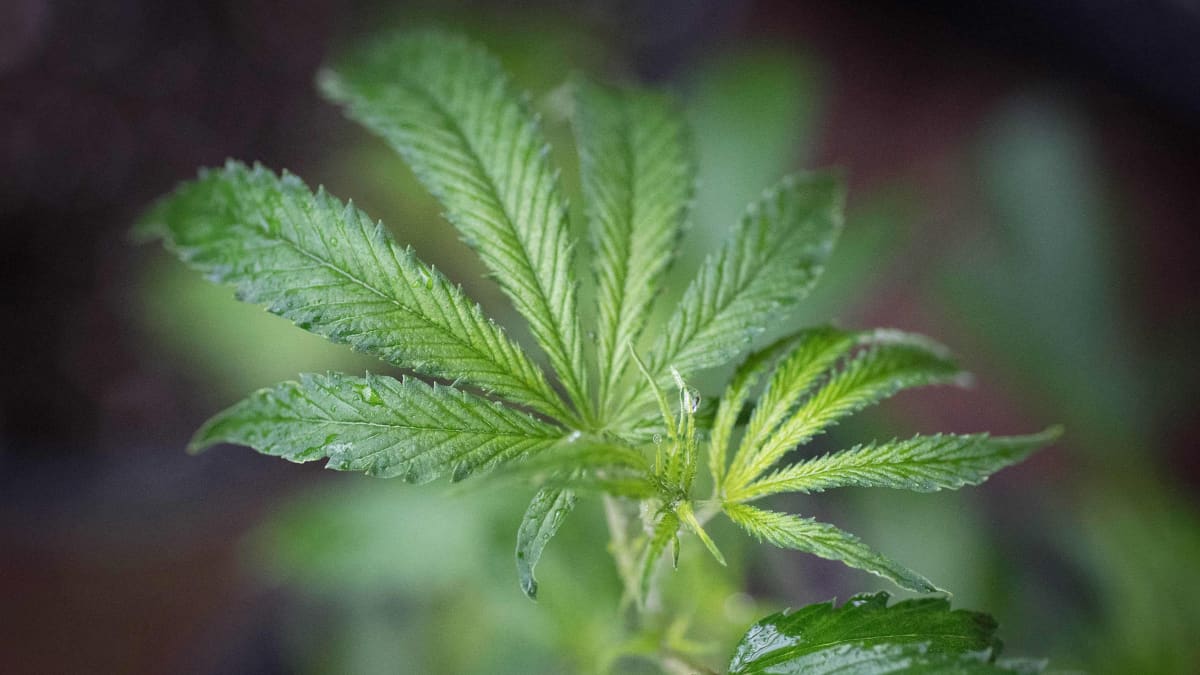 Kannabis sativa -kasvin lehtiä.