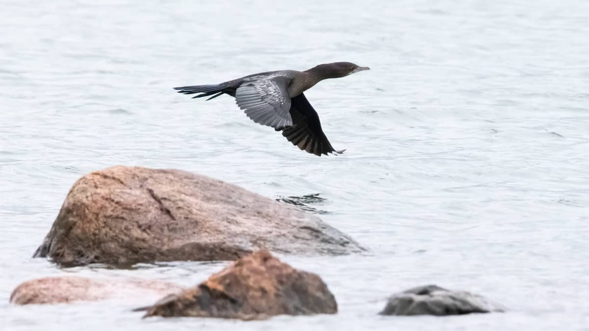 Pikkumerimetso lentää kivien päällä Espoon Hanasaaressa.