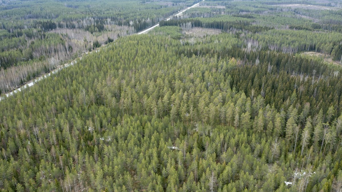 Ilmakuva metsästä Juvalla.