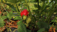 En jordgubbsplanta med ett rött bär och några gröna.