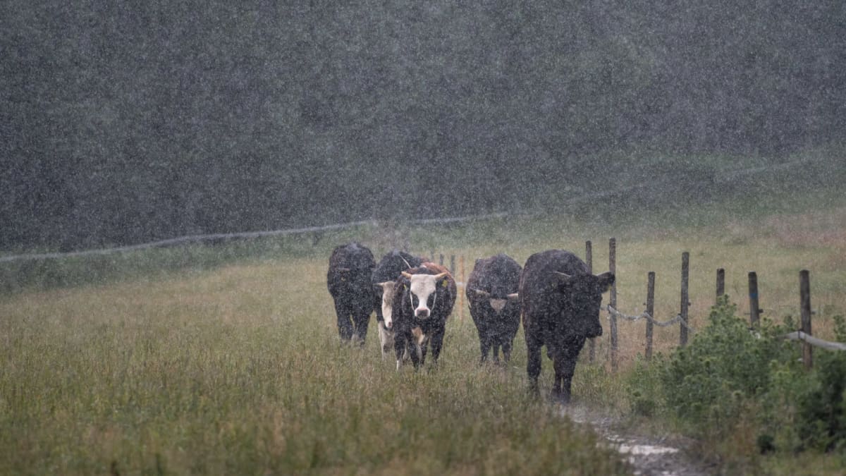 Tummia lehmiä laitumella sateisena päivänä.