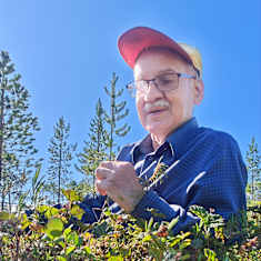Erkki Lumisalmi löysi hillamättään joukosta karpalon. 
