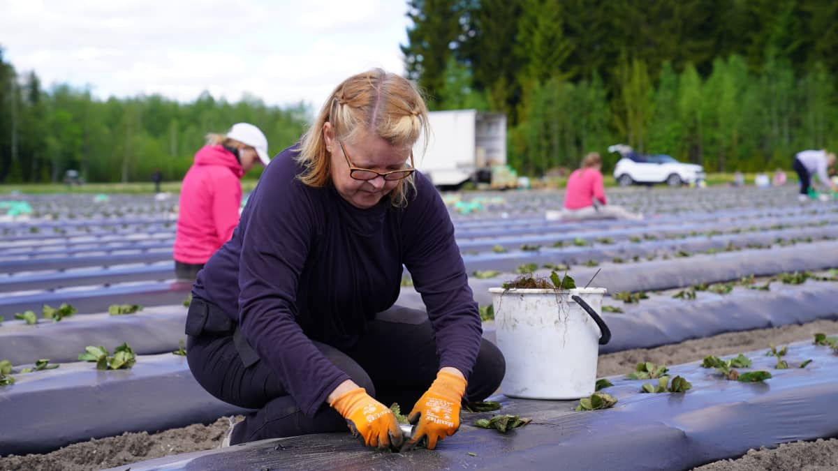 Lahdessa taimien istuttaja