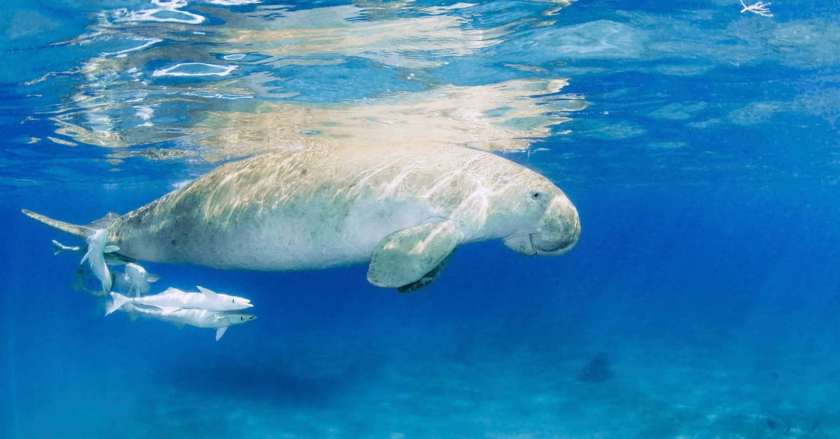 Dugongit eli merenneidot ja abalone-simpukat ovat nyt sukupuuton partaalla