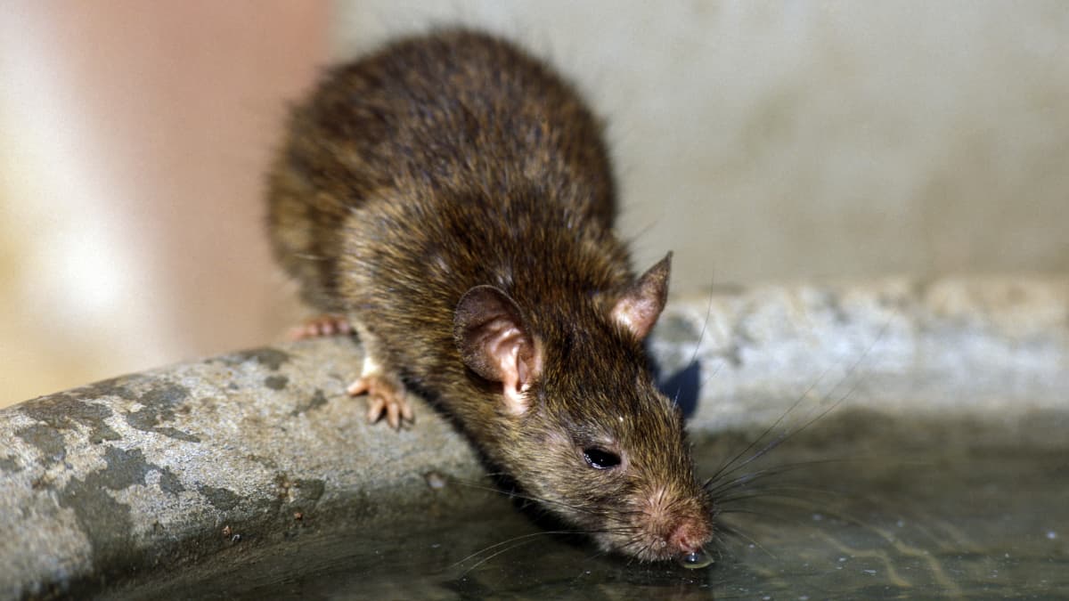 Råtta dricker ur en vattentunna.