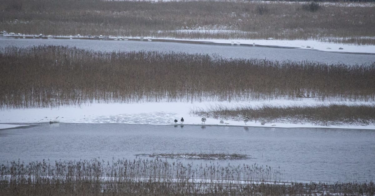 Birdlife Finland: весенняя миграция перелетных птиц усилится в ...