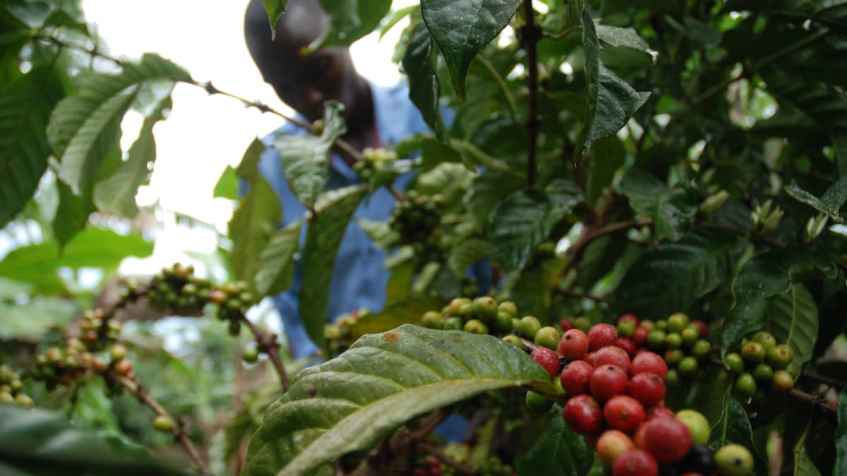 Maanviljelijä poimii kahvimarjoja kahvipensaasta.