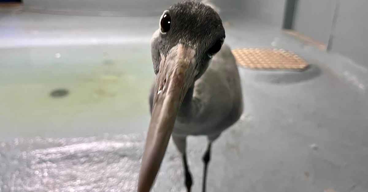 Pyhtään lintuhoitola keskeytti vesilintujen auttamisen lintuinfluenssan takia – hoitaja: ”Järkyttävä uutinen”