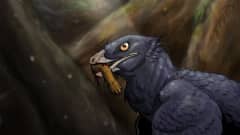 Piirroskuva lintua muistuttavasta dinosauruksesta, jonka suussa on eläimen jalka. 