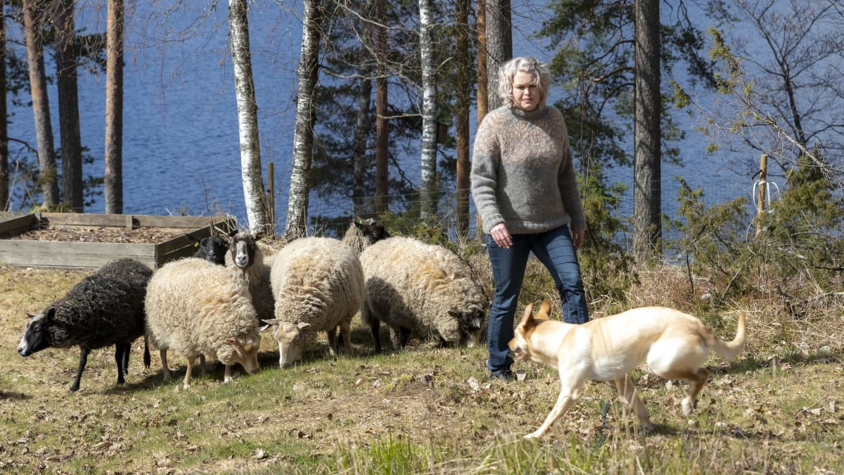Suvi Heinola pihassaan lampaiden kanssa, lammaskoira pitää lauman kasassa