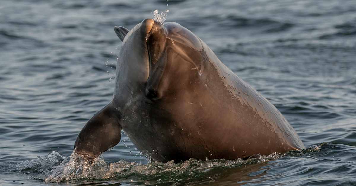 Mimmo-delfiini ihastuttaa Venetsian turisteja, mutta huolestuttaa asiantuntijoita