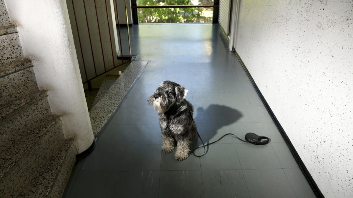 Koira istuu kerrostalon rappukäytävässä.