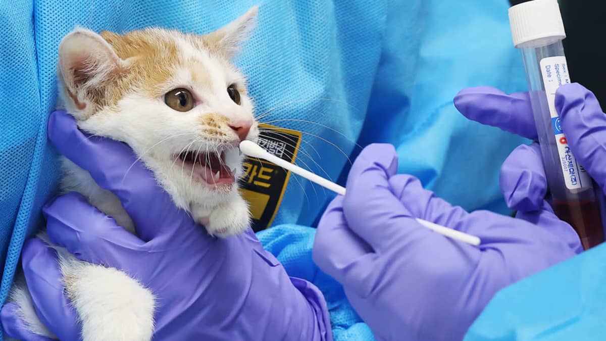 Kaksi suijavaatteisiin ja -käsineisiin pukeutunutta ihmistä ottaa lintuinfluenssanäytettä kissa suusta. Toinen pitelee kissaa, toisella on pumpulipuikko ja koeputki. 